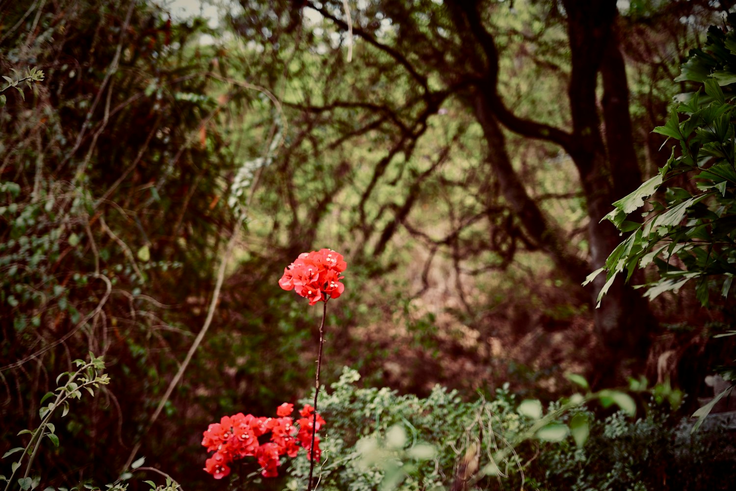 梅花股票，投資之花的盛開之旅